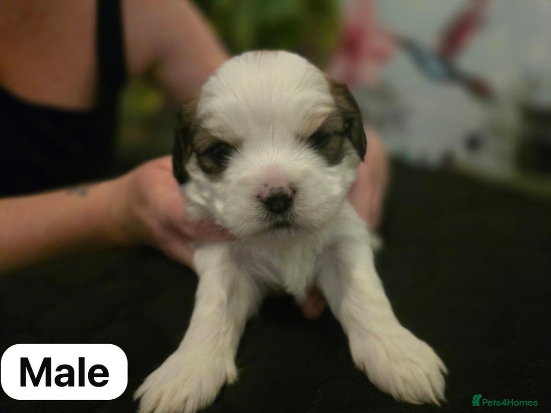 Mixed Breed dogs for sale: Shorkie cross lhasa apso pups - Advert 1