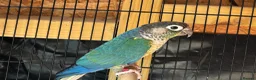 Conures birds for sale: Beautiful Breeding Pair of Conures   in Grays - Advert 2