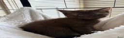 British Shorthair cats for sale: Chocolate British short hair kittens - Advert 4