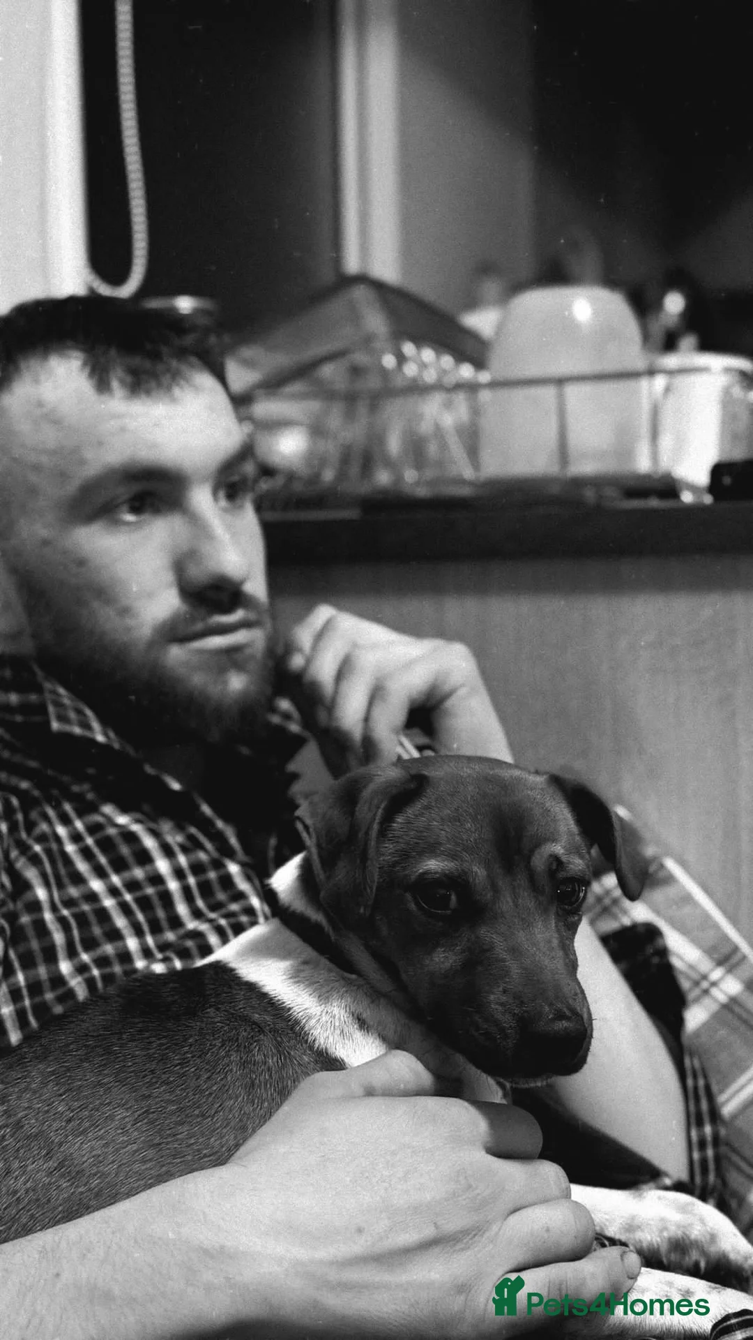 Parson Russell dogs for stud: Scrappy Jack For Stud - Advert 3