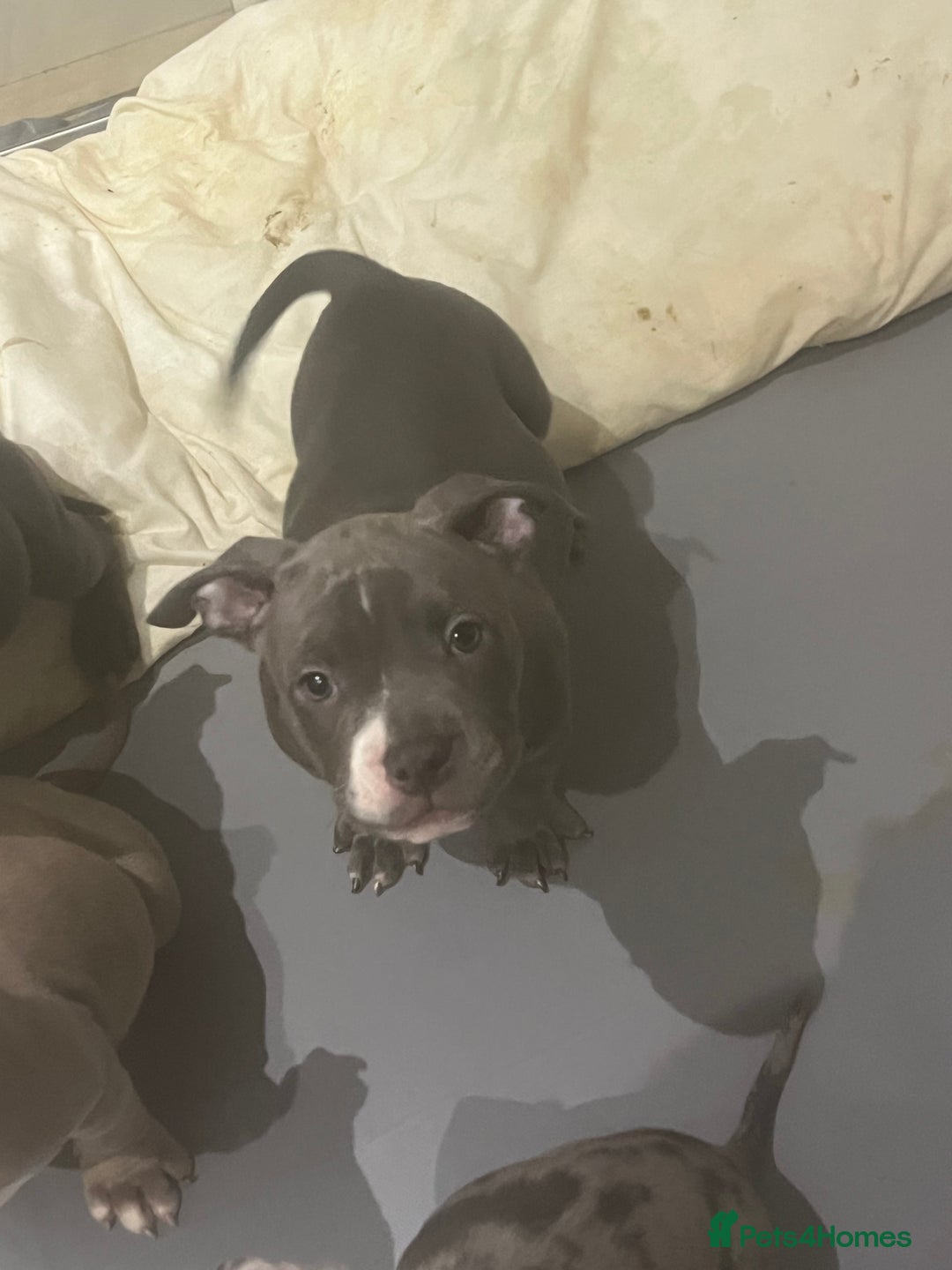 American Bully dogs for sale: BE FAST NOT LAST !! - Advert 2