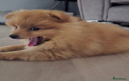 Pomeranian dogs for sale: Pomeranian puppy - Image 6