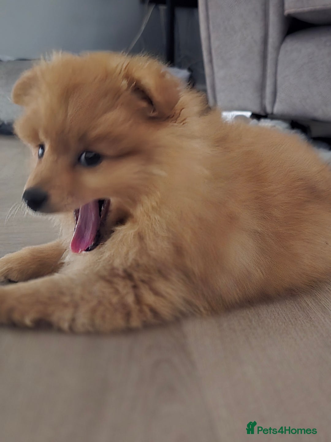 Pomeranian dogs for sale: Pomeranian puppy - Image 6