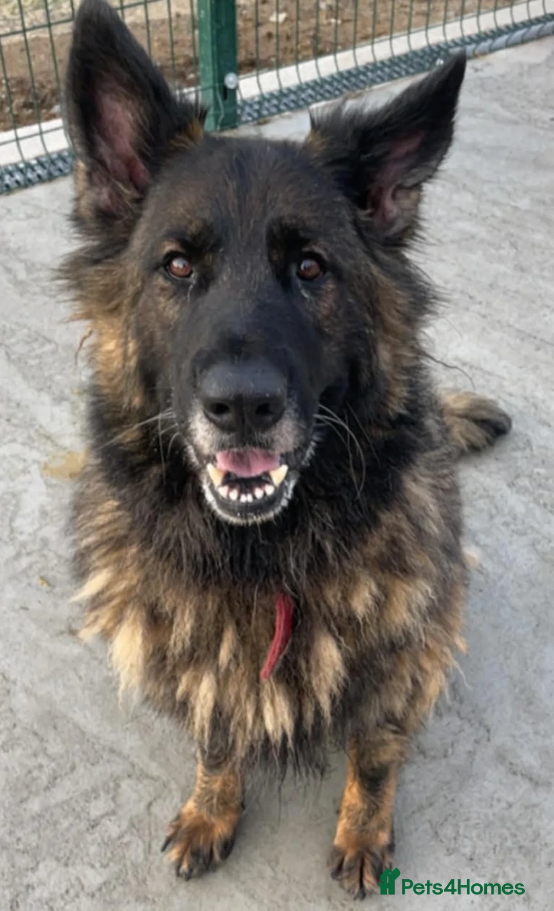 German Shepherd dogs for adoption: PHOEBE 8yr old GSD - Advert 2
