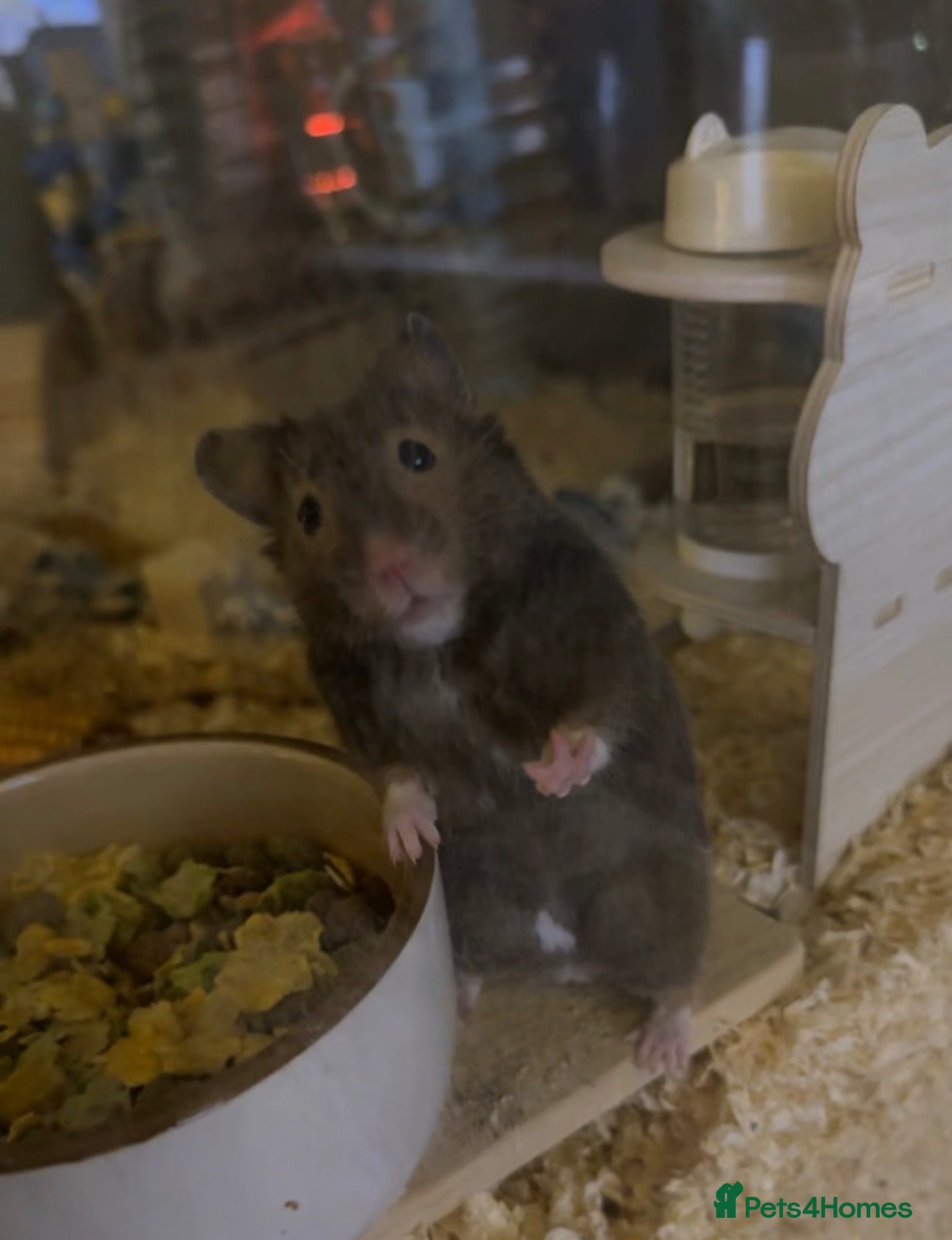 Hamster rodents syrian hamster with bucatstate cage &accesories  - Advert 1
