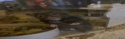 Hamster rodents for sale: syrian hamster with bucatstate cage &accesories  - Advert 1