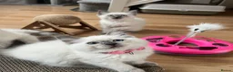 Ragdoll cats for sale: Ragdoll kittens - Advert 5