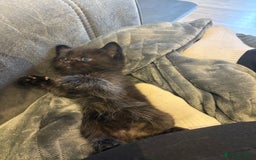 Mixed Breed cats for sale: 5 beautiful mix bread ragdoll fluffy kittens  - Image 6