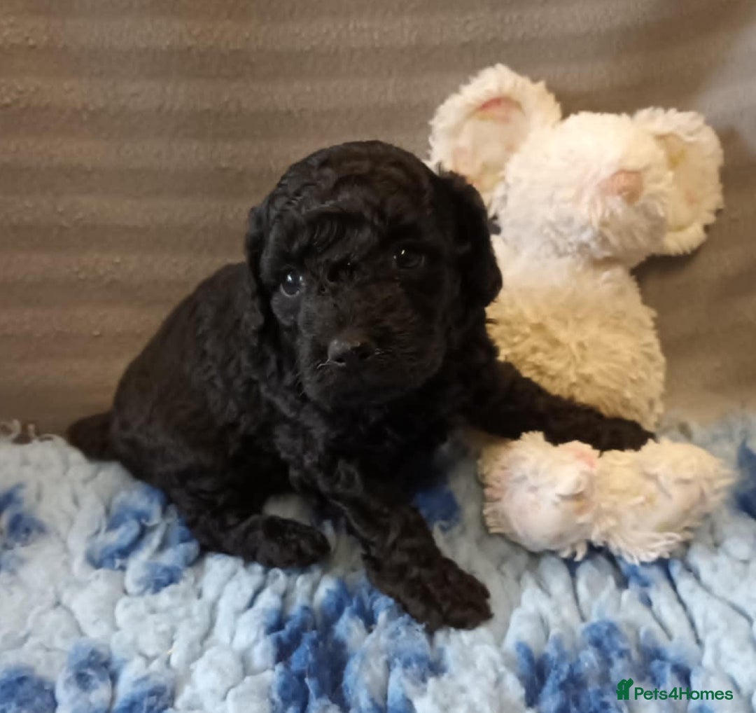 Sproodle dogs for sale: TOY F1b SPOODLE/COCKAPOOS - Image 9