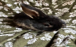 Mini Lop rabbits for sale: Gorgeous mini lops - Image 5