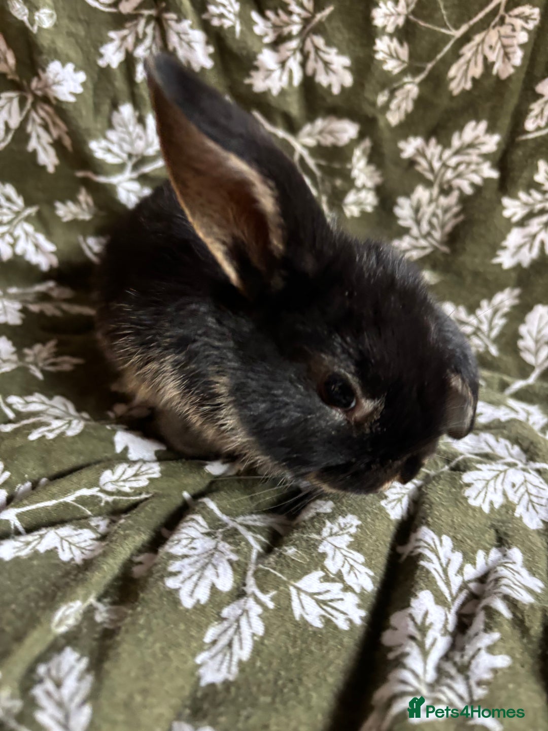 Mini Lop rabbits for sale: Gorgeous mini lops - Image 5