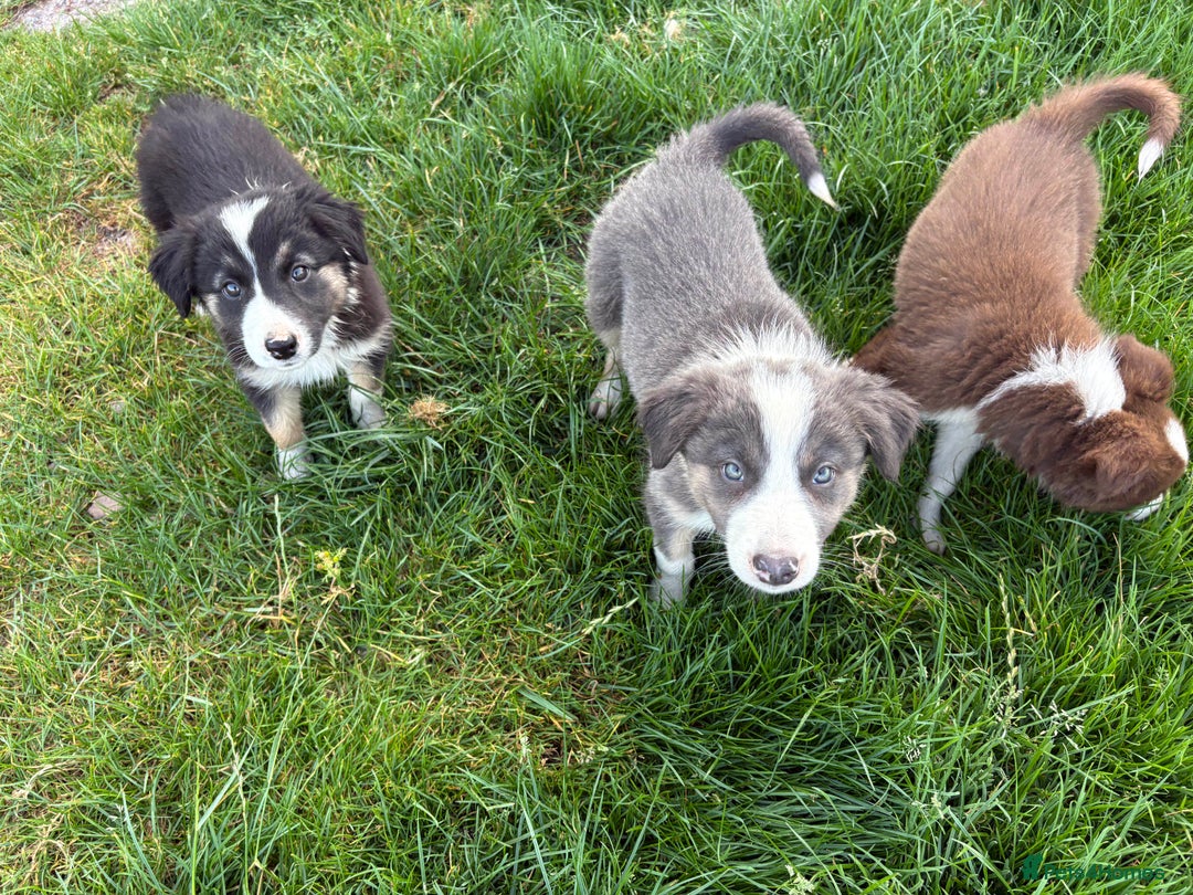 Welsh Collie dogs for sale: Stunning Welsh Border Collie Puppies – Rare Colour - Image 13