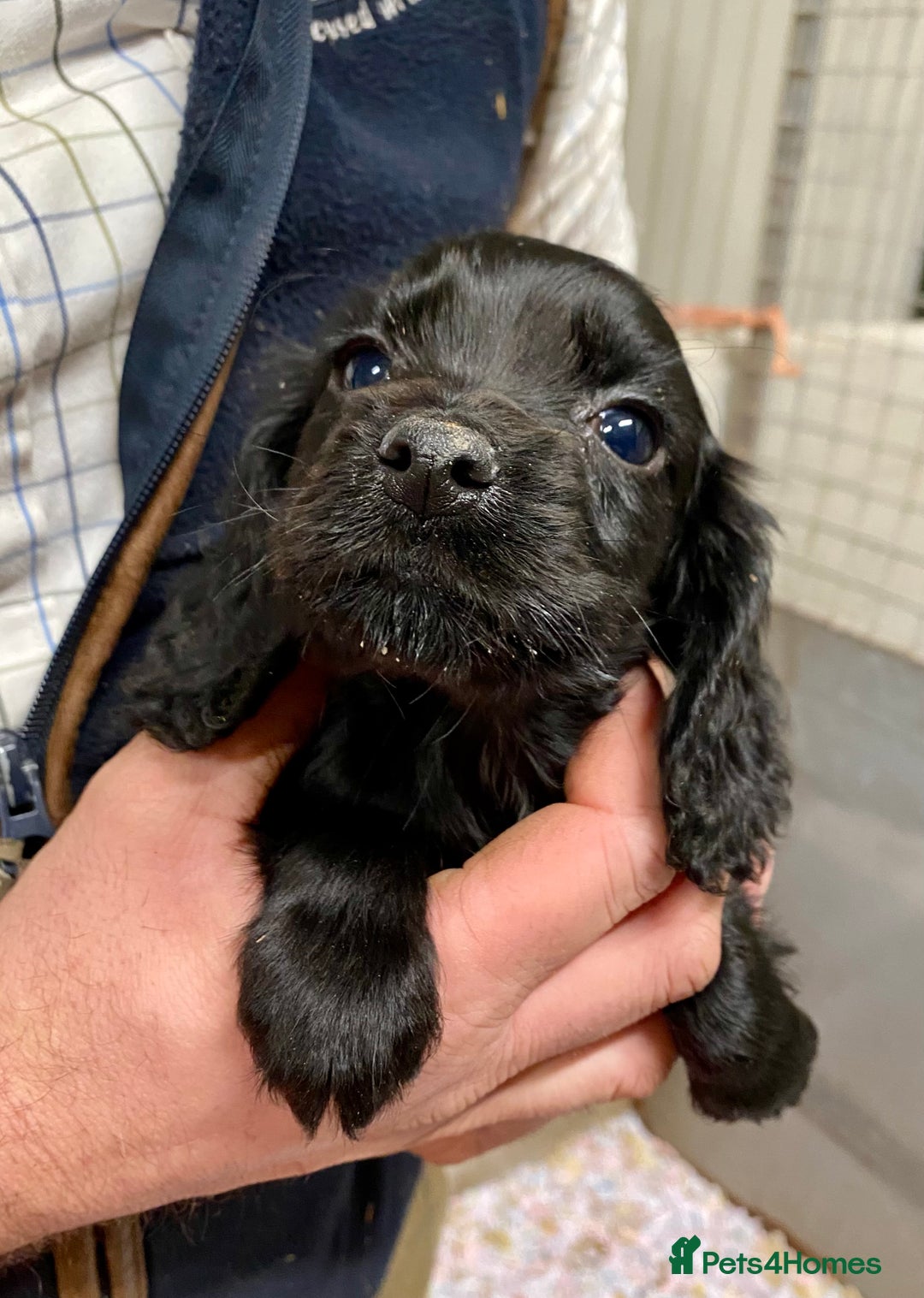 Cocker Spaniel dogs for sale: Cocker Spaniel Puppies for Sale - Advert 4