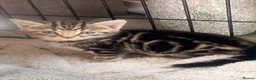 Mixed Breed cats for sale: Bengal x mixed litter - Advert 2