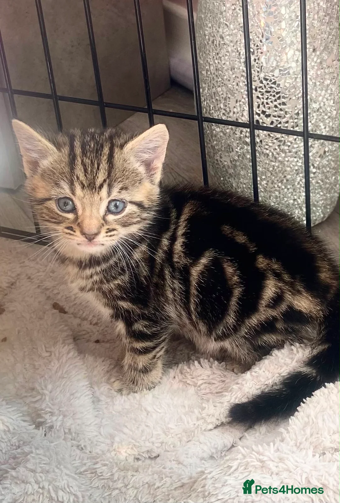 Mixed Breed cats for sale: Bengal x mixed litter - Advert 2