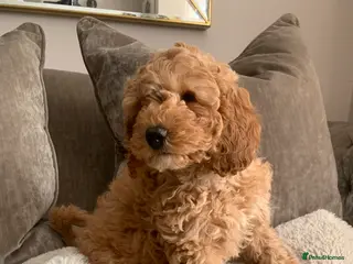 Aussiedoodle dogs Miniature Aussie Double Doddle puppies - Advert 11