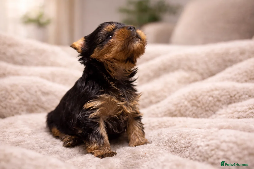 Yorkshire Terrier dogs for sale: YORKIE PUPPIES - Advert 1