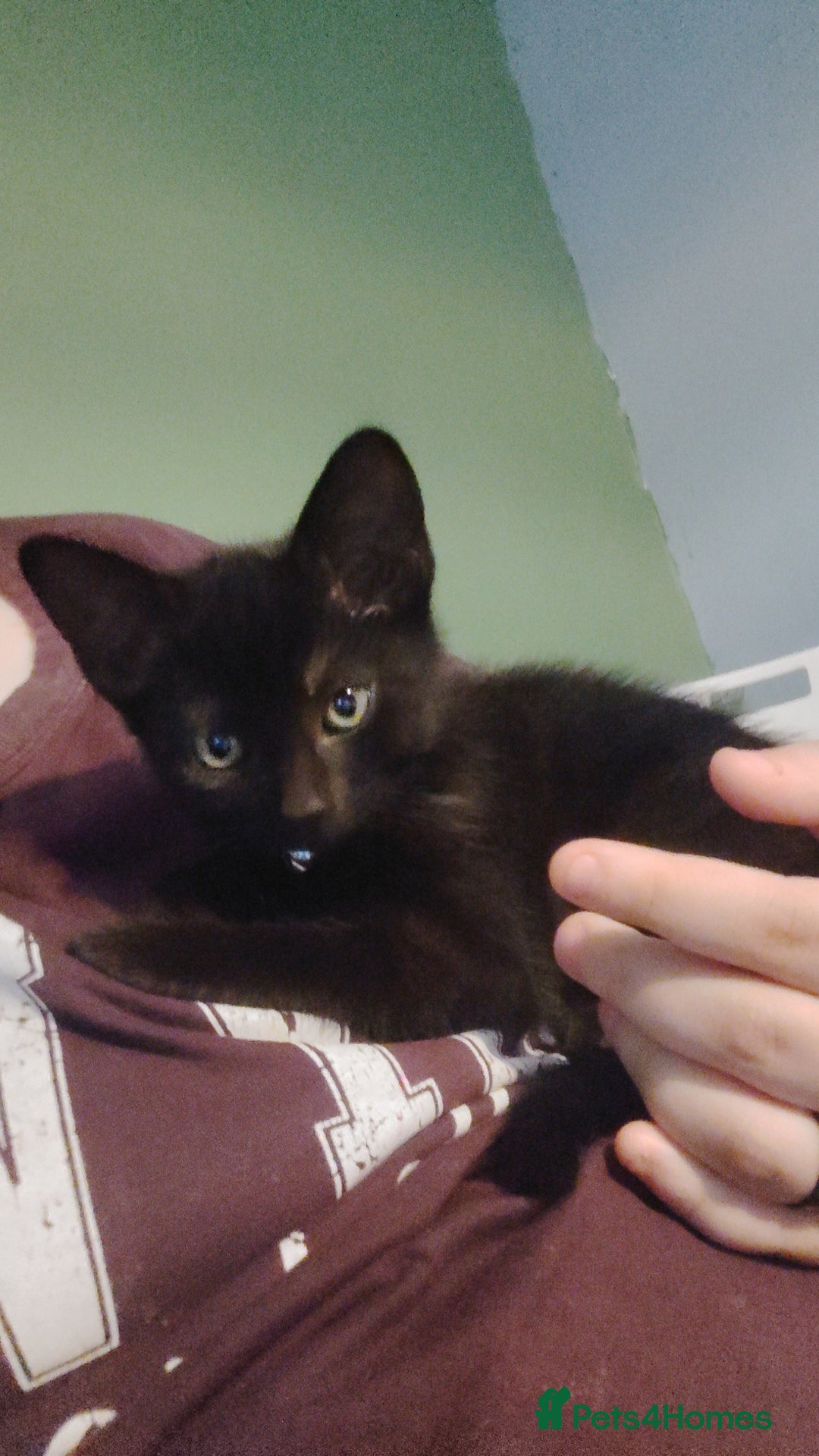British Shorthair cats for sale: Meet spooky  - Image 2