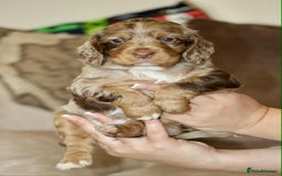 Cockapoo dogs for sale: Adorable Cockerpoo puppies F1B - Image 12