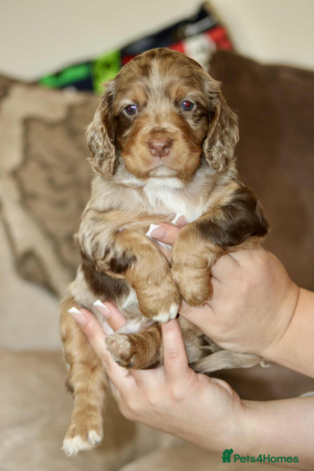Cockapoo dogs for sale: Adorable Cockerpoo puppies F1B - Image 12