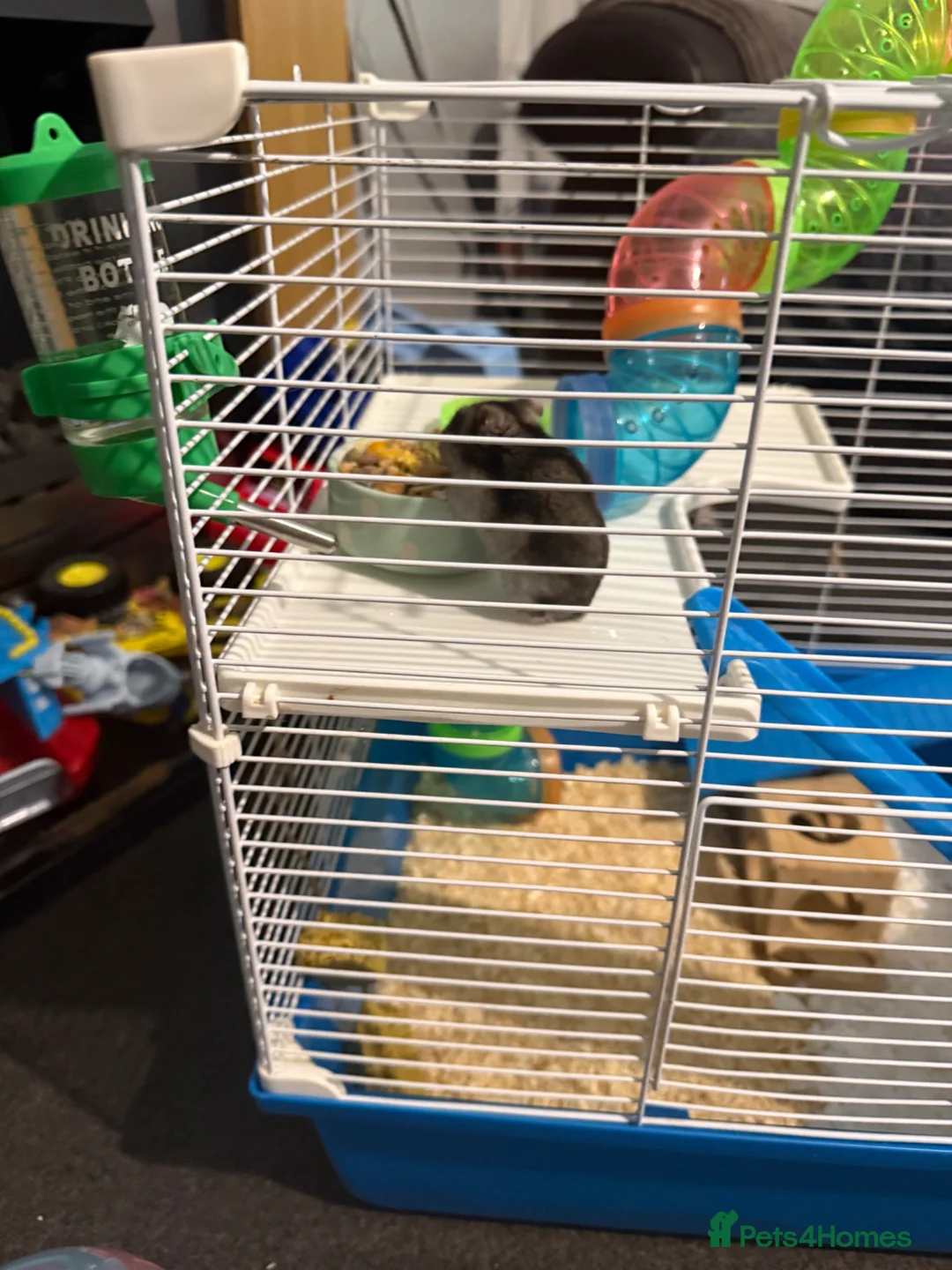 Hamster rodents for sale: Hamster  in Boldon Colliery - Advert 8