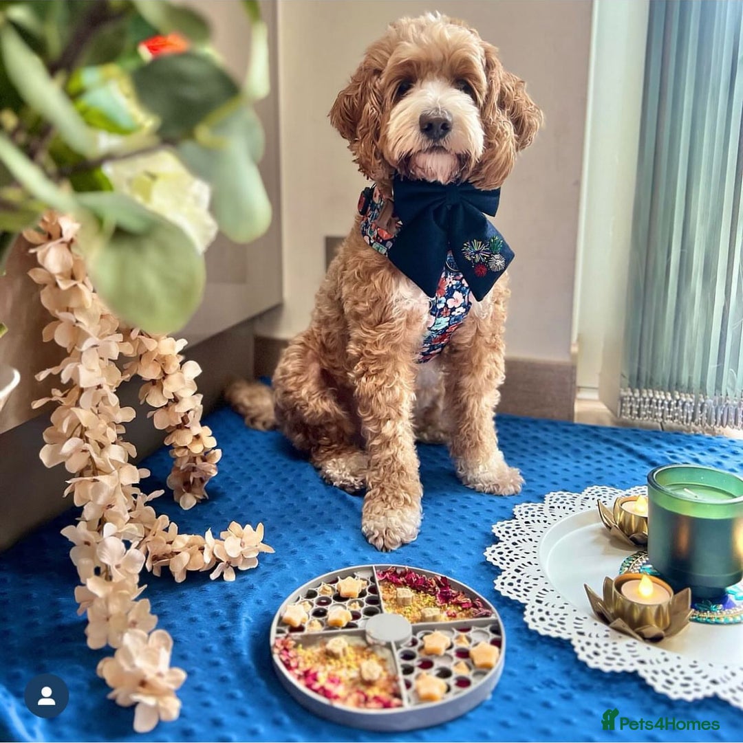 Cavapoo dogs for sale: Extensively Heslth Tested Cavapoo puppies  - Image 13