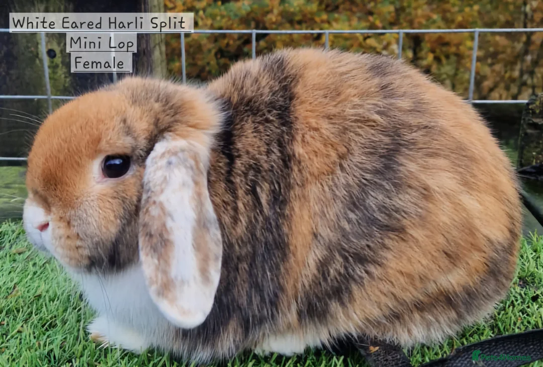 Mini Lop rabbits for sale: Various Mini Lops  - Advert 5