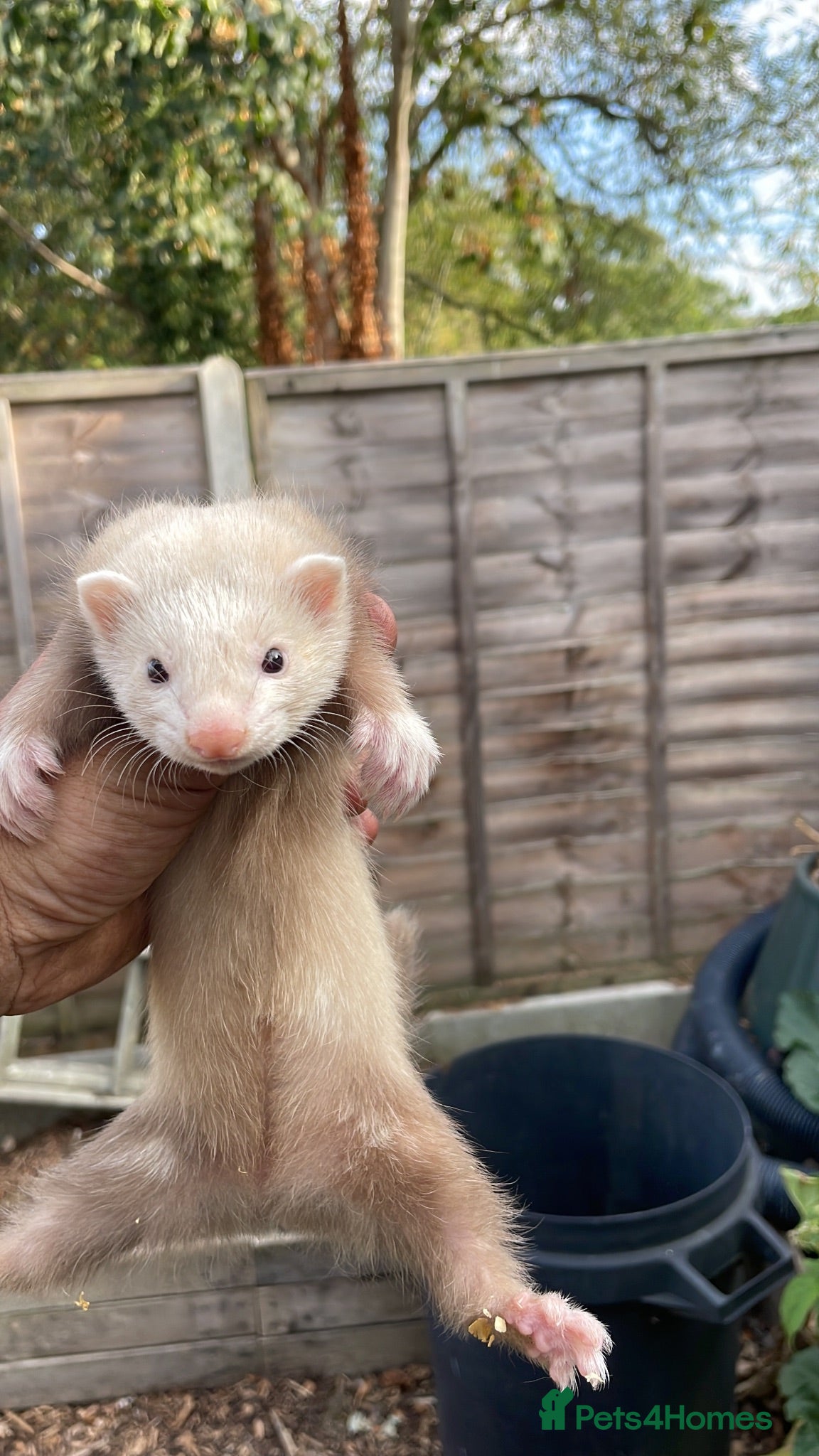 Ferret rodents 2 Jills available  - Advert 3