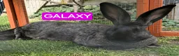 Continental Giant rabbits for sale: Continental giant baby girl blue harlequin  - Advert 3