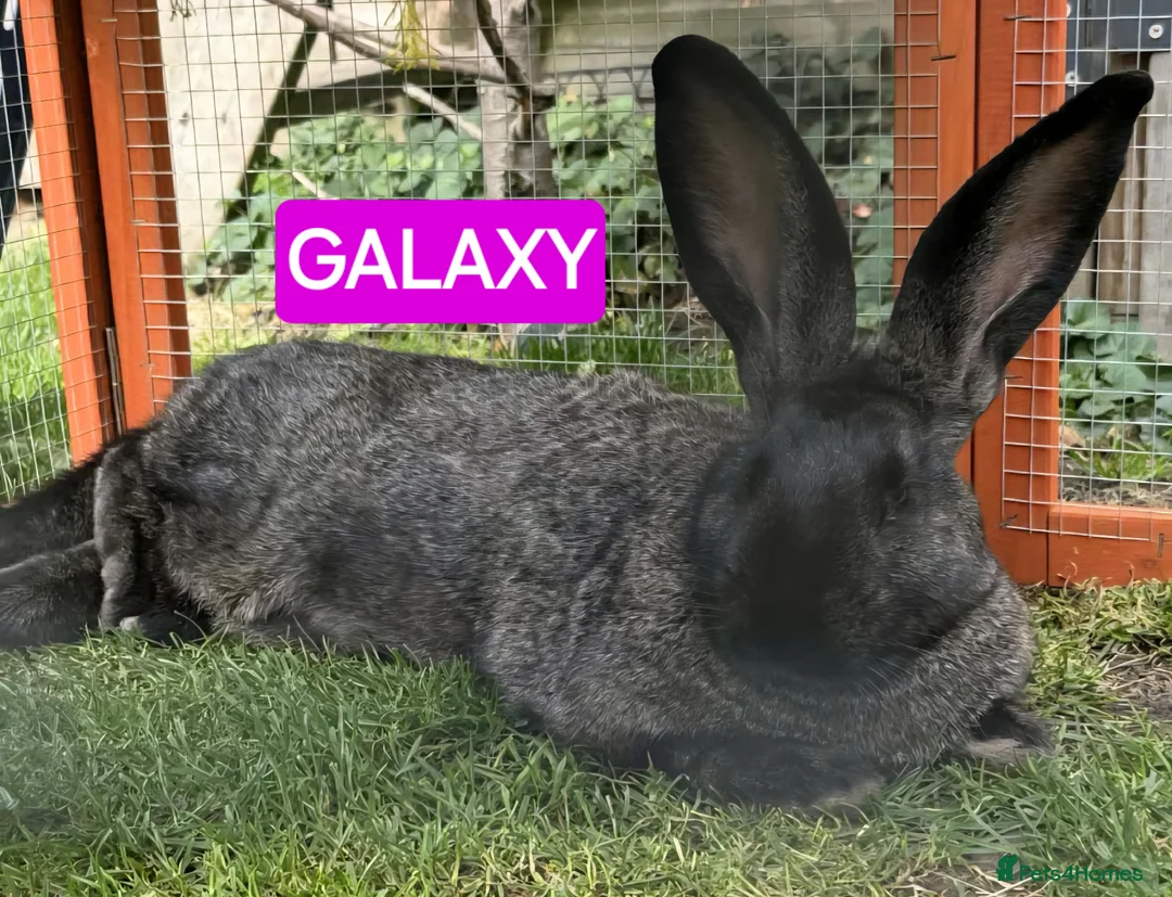 Continental Giant rabbits for sale: Continental giant baby girl blue harlequin  - Advert 3