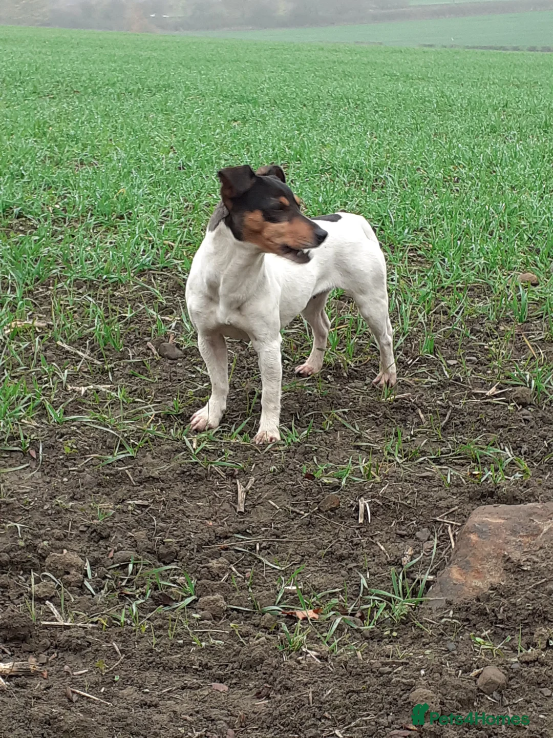 Jack Russell dogs for sale: Jack Russell Bitch  - Advert 2