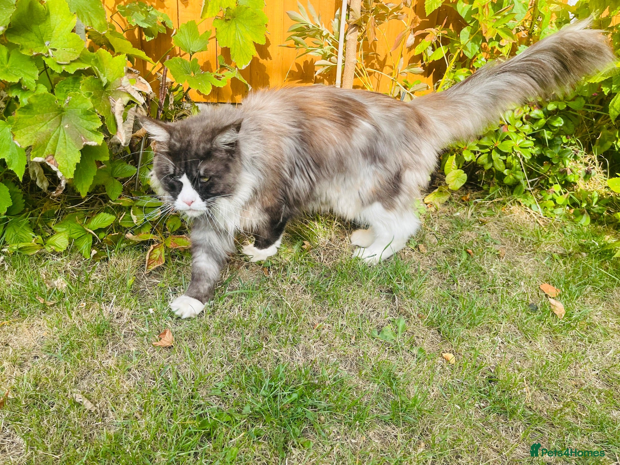 Maine Coon cats Mainecoon - Advert 1