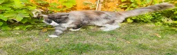 Maine Coon cats for sale: Mainecoon - Advert 2
