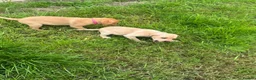 Labrador Retriever dogs for sale: One beautiful girl available - Advert 5