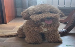 Miniature Poodle dogs for sale: Price reduction £650. Beautiful boy mini poodle  - Image 4