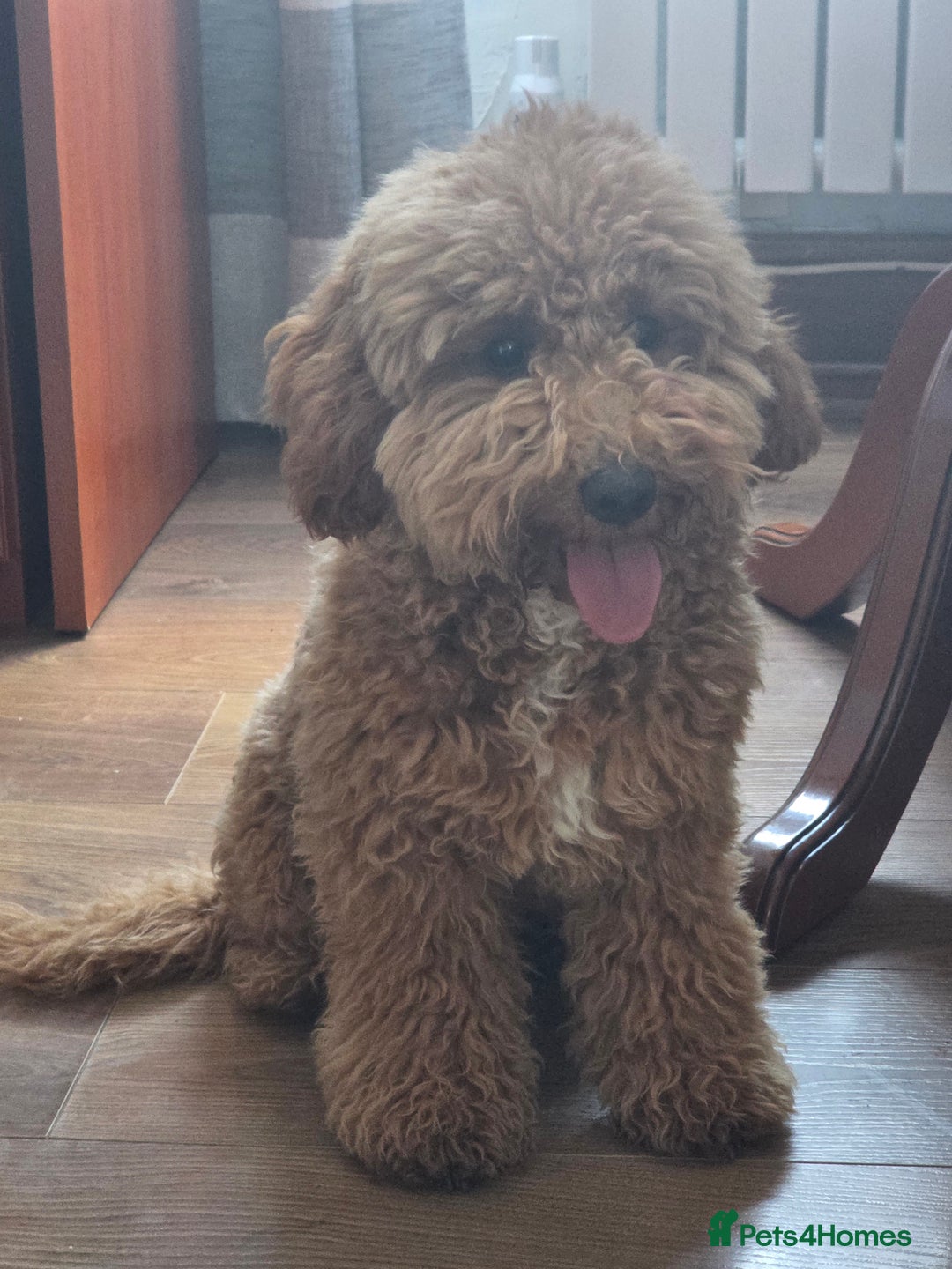 Miniature Poodle dogs for sale: Price reduction £650. Beautiful boy mini poodle  - Image 4