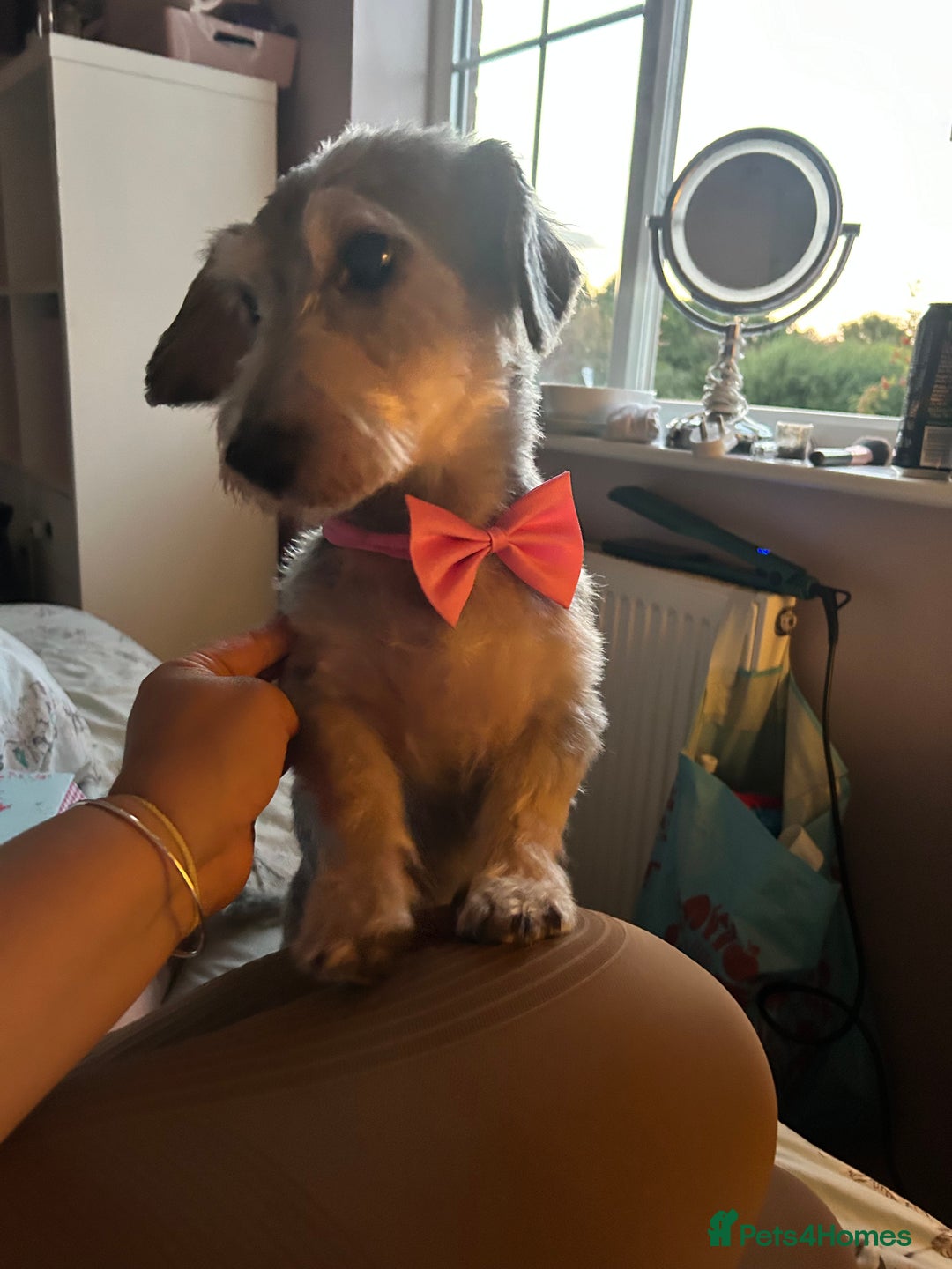 Mixed Breed dogs for sale: Nellie  - Image 6