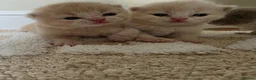 British Shorthair cats for sale: Exceptional GCCF Champion British shorthair - Advert 4