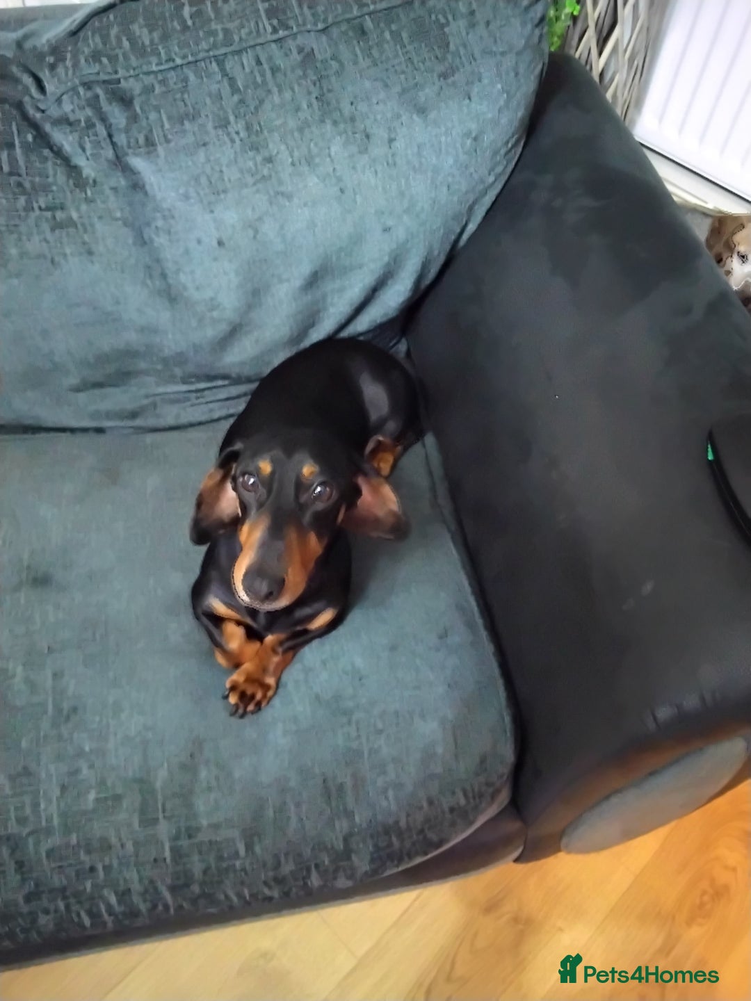 Dachshund dogs for sale: Dachshund  - Advert 1