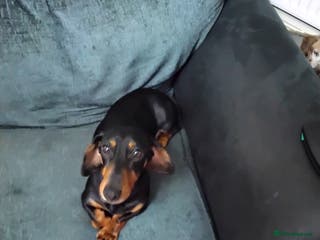 Dachshund dogs Dachshund - Advert 7