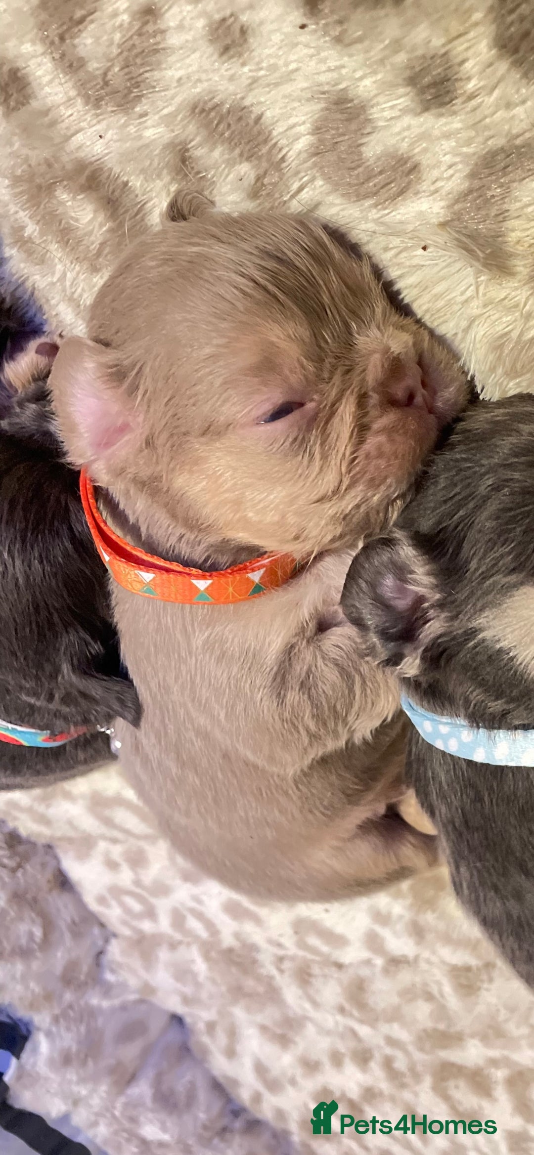 French Bulldog dogs for sale: 🩷🐶🐾6 Adorable fluffy French bulldogs 🩷🐶🐾 - Advert 31