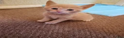 Mixed Breed cats for sale: Ragdoll x shorthair kittens - Advert 8