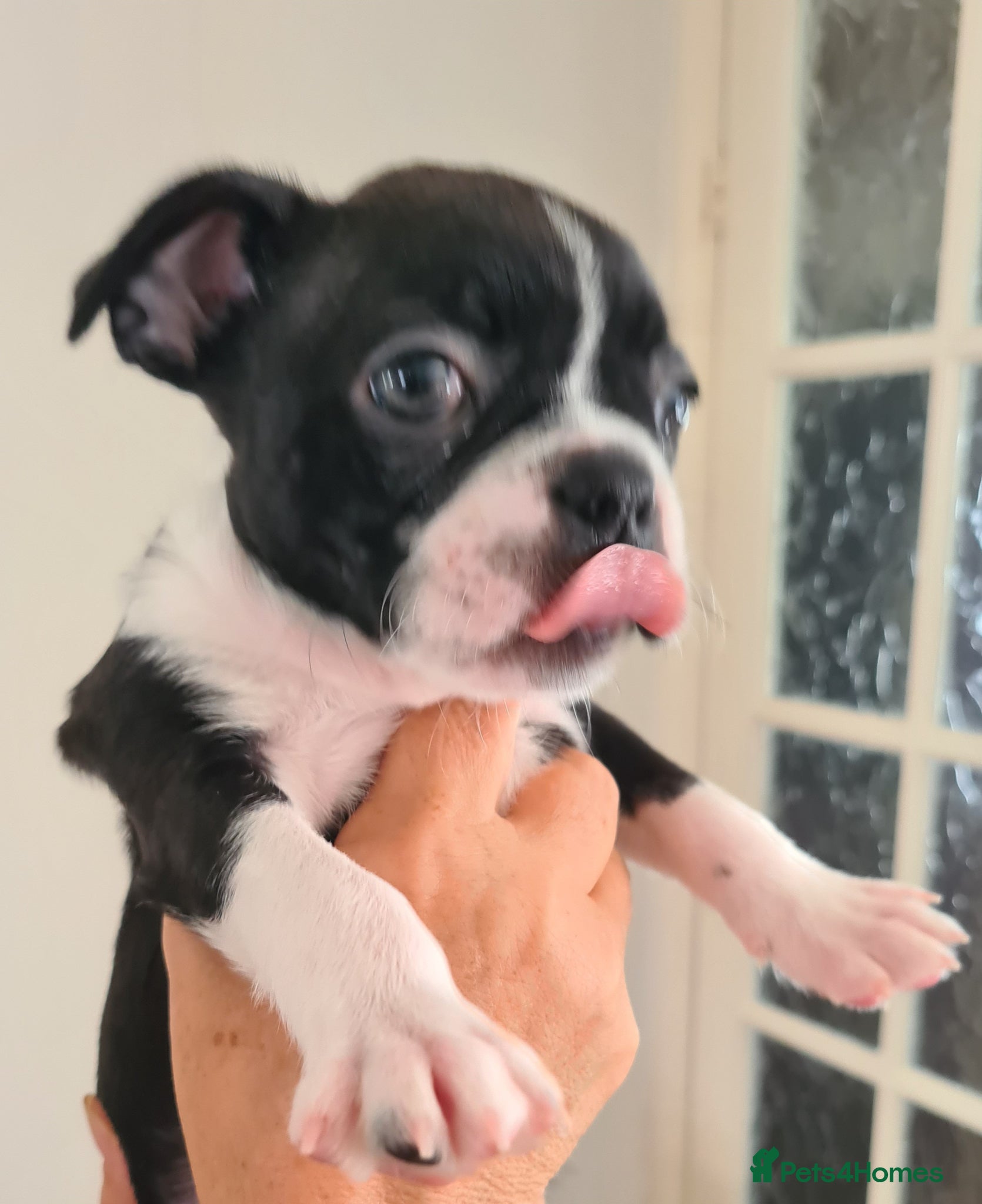 Boston Terrier dogs Boston terrier puppies  - Advert 2