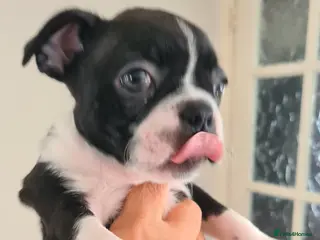 Boston Terrier dogs Boston terrier puppies - Advert 2