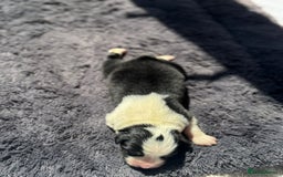 Australian Shepherd dogs for sale: KC registered Australian Shepard puppies - Image 16