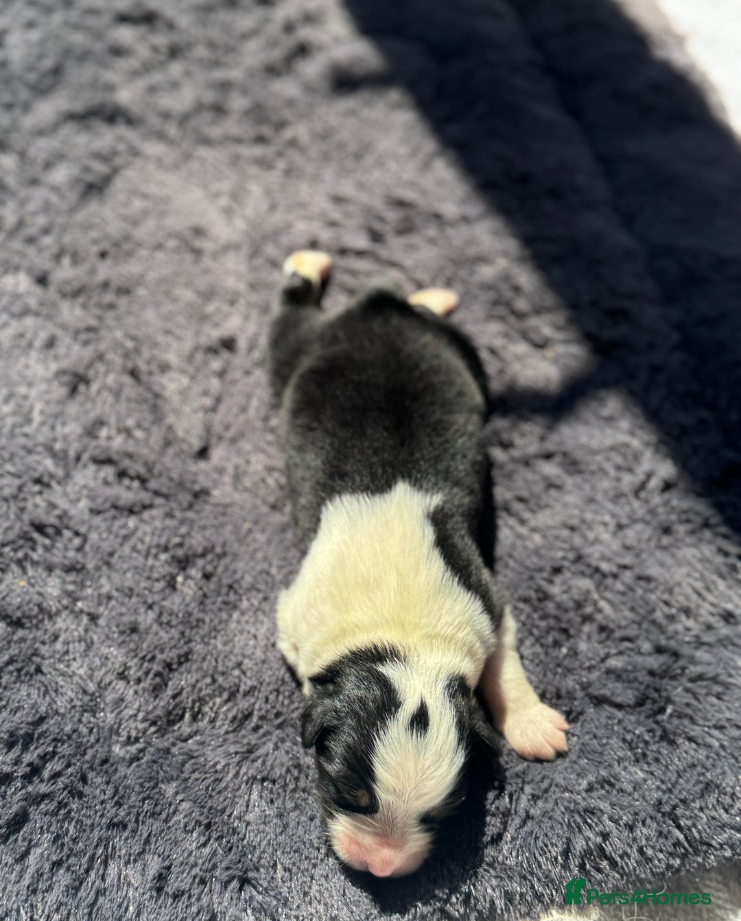 Australian Shepherd dogs for sale: KC registered Australian Shepard puppies - Image 16