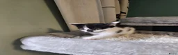 Mixed Breed cats for sale: 6 cute mixed kittens - Advert 8