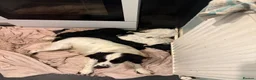 Cockapoo dogs for sale: Adorable cockapoo puppies  in Tilbury - Advert 10