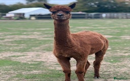 Alpaca livestock for sale: Breeding Female Huacaya Alpacas - Image 2