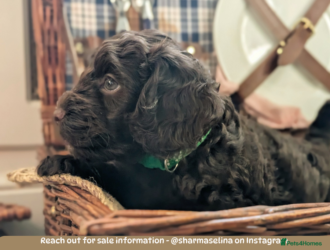 Cockapoo dogs for sale: 5 males, 7 week old Cockerpoo for sale  - Image 10